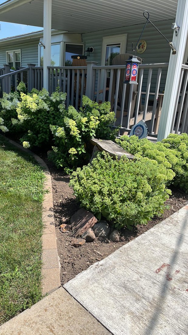 Neatly edged bed with flowering shrubs